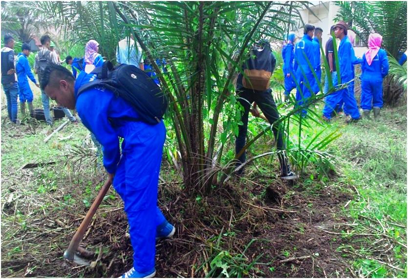 Skema Sertifikasi Okupasi Asisten Kebun Kelapa Sawit