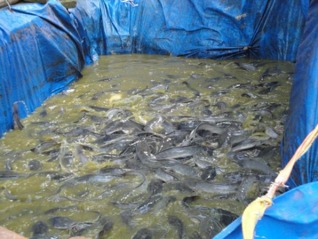 SKEMA SERTIFIKASI OKUPASI KOMPETENSI BUDIDAYA IKAN CATFISH