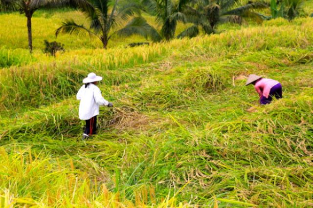 Skema Sertifikasi Okupasi Kompetensi Fasilitator Pertanian Organik