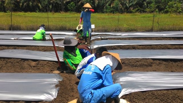Skema Sertifikasi KKNI Kompetensi Pemroduksi Hortikultura