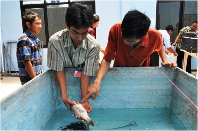 Skema Sertifikasi Klaster Pembenihan Ikan Hias