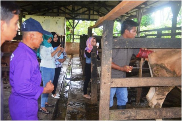 Skema Sertifikasi Okupasi Pemeriksa Kebuntingan Ternak