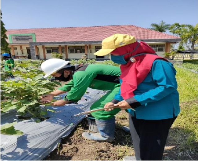 UJI KOMPETENSI PSKK 2021 SKEMA PEMBUDIDAYA TANAMAN DI TUK SMKN 1 SALAM  JAWA TENGAH 