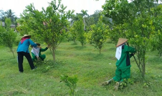 UJI KOMPETENSI PSKK 2021 SKEMA PEMRODUKSI HORTIKULTURA DI TUK STIPER AMUNTAI KALSEL